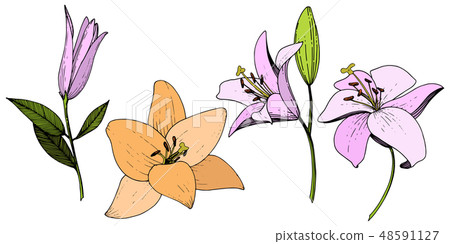 Vector Pink and orange lily floral botanical... - Stock Illustration ...