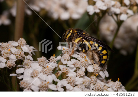 European wool carder bee sitting on white flowers. European wool carder bee sitting on white flowers. 48591258