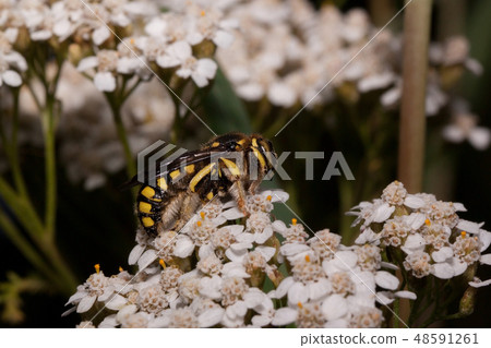 European wool carder bee sitting on white flowers. 48591261