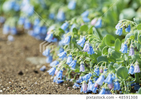 Yamagahara Park 48591308