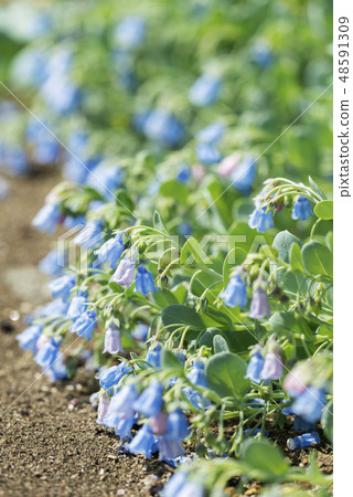 Yamagahara Park 48591309