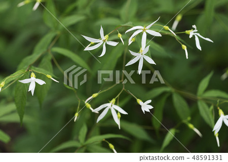Mitsuba Simotetsu Yurigahara Park Mitsuba Simotetsu Yurigahara Park 48591331