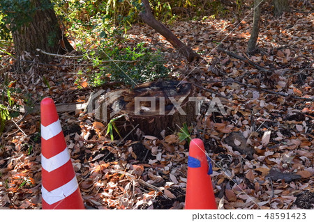 Stump and red color cone Stump and red color cone 48591423