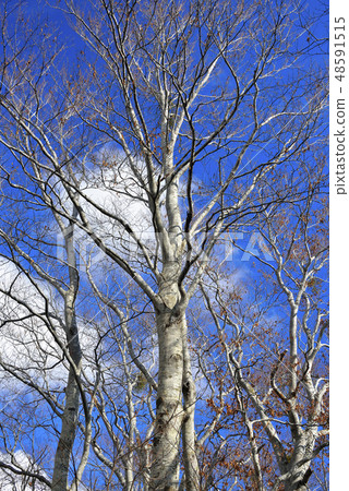 Beech forest 48591515