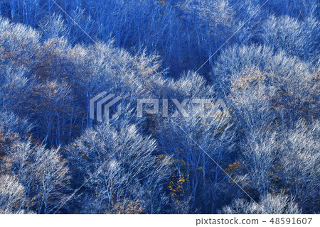 Shining forest 48591607