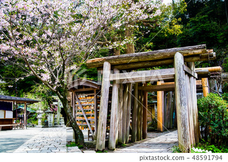 Cherry blossoms in the Kamakura Cleanroom Cherry blossoms in the Kamakura Cleanroom 48591794