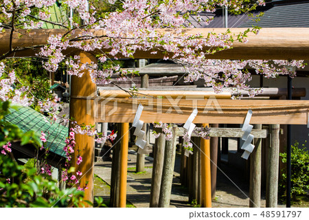 Cherry blossoms in the Kamakura Cleanroom 48591797