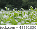 Buckwheat field (Sarugaku plateau) 48591830