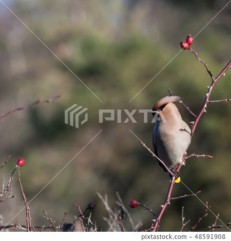 Beautiful natural Waxwing portrait Beautiful natural Waxwing portrait 48591908