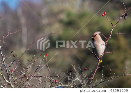 Sunlit Waxwing in rose hip shrub 48591909