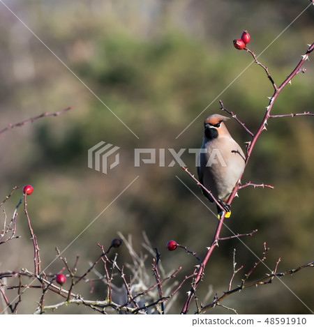 Waxwing sitting in a rose hip shrub 48591910