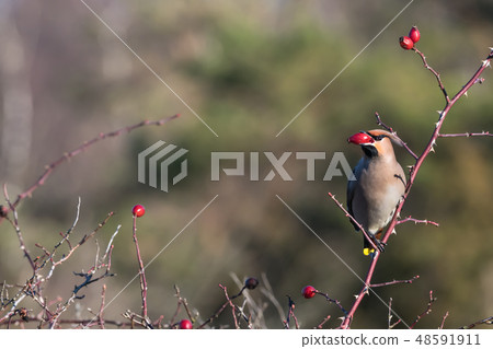 Waxwing feeding rose hips in a shrub Waxwing feeding rose hips in a shrub 48591911