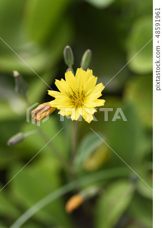 Asba Bishi(菊科)的花 Asba Bishi(菊科)的花 48591961