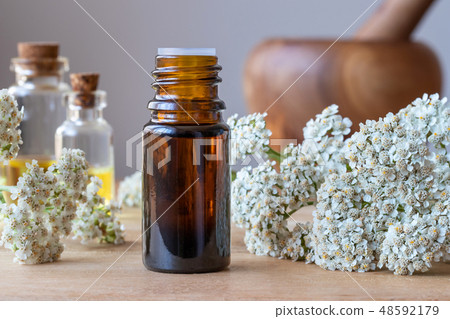 A bottle of yarrow essential oil with fresh yarrow 48592179