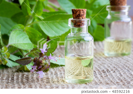 A bottle of tulsi essential oil with fresh tulsi 48592216