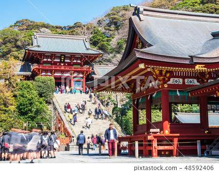 Kamakura Tsurugaoka Hachimangu Shrine and Mai Kamakura Tsurugaoka Hachimangu Shrine and Mai 48592406