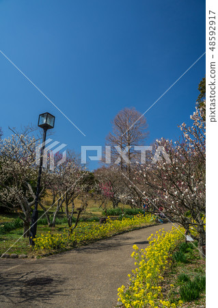 梅花盛開的Suma Rikyu公園 梅花盛開的Suma Rikyu公園 48592917