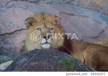 A male lion staring at this place 48592975