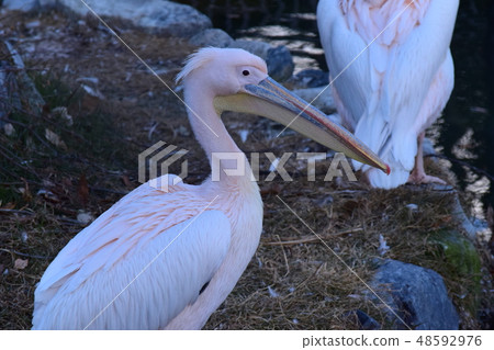 2 Momoiro Pelicans 48592976