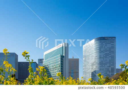 Rape flower of Hamarikyu and Shiodome chaosite Rape flower of Hamarikyu and Shiodome chaosite 48593500