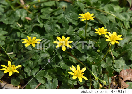 Himekyukinka (Princess Shinkin flower) 48593511