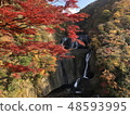秋天的樹葉 48593995