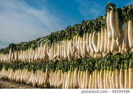 Daikon的冷乾（三浦半島）日本食品冷乾蘿蔔 48594396