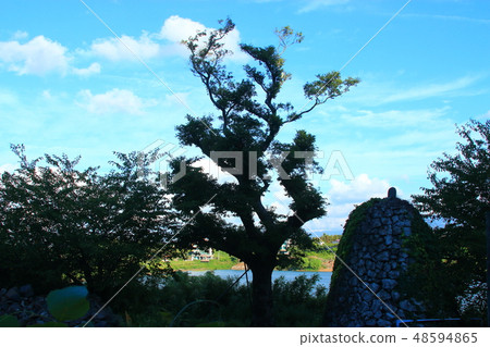 tree, tree, 48594865