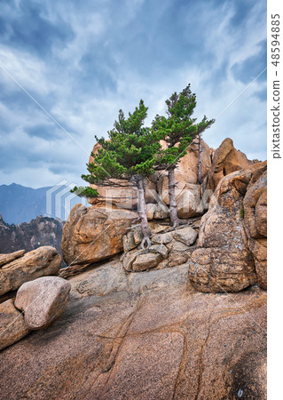 Rock with pine trees in Seoraksan National Park, South Korea Rock with pine trees in Seoraksan National Park, South Korea 48594885