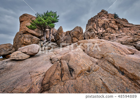 Rock with pine trees in Seoraksan National Park, South Korea Rock with pine trees in Seoraksan National Park, South Korea 48594889