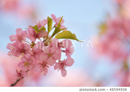 河津櫻花 48594936