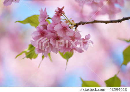 河津櫻花 河津櫻花 48594938