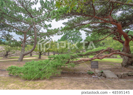 Hagi Castle Shogi Mochizuki Park's pine Hagi Castle Shogi Mochizuki Park's pine 48595145