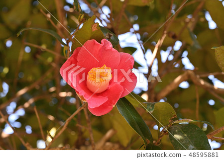 Camellia (goldfish leaves camellia) Camellia (goldfish leaves camellia) 48595881