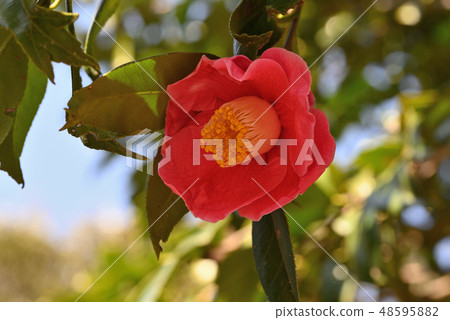 Camellia (goldfish leaves camellia) Camellia (goldfish leaves camellia) 48595882