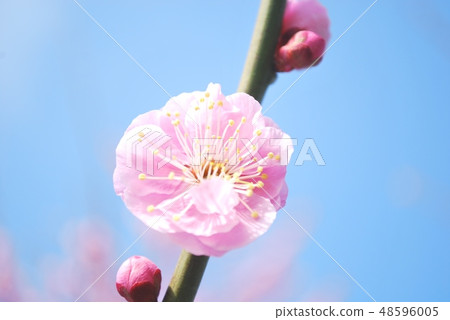 粉紅色的花梅 粉紅色的花梅 48596005