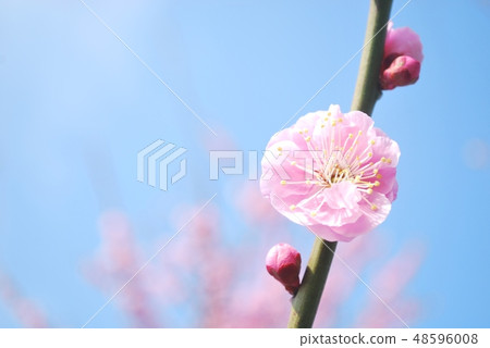 粉紅色的花梅 粉紅色的花梅 48596008