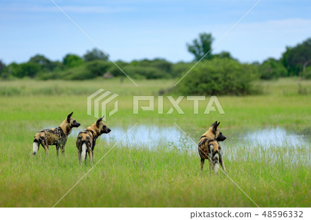 African wild dog, Lycaon pictus, in the water 48596332