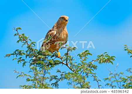 White-eyed greater kestrel, Falco rupicoloides White-eyed greater kestrel, Falco rupicoloides 48596342