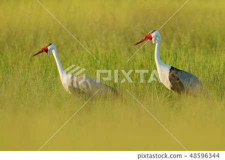 Wattled crane, Grus carunculata, with red head 48596344