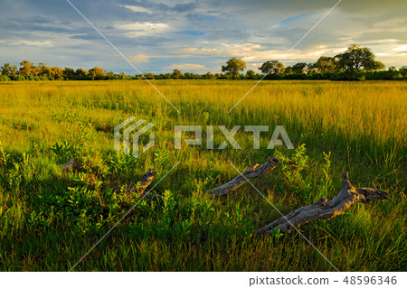 Evening on the grass road in savannah, Moremi 48596346