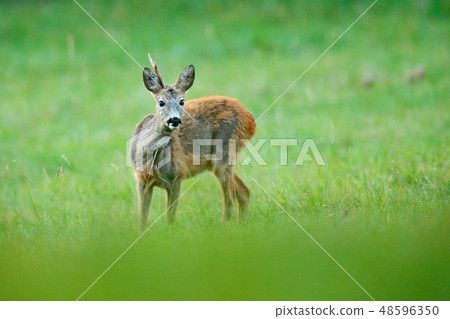 Roe deer with only one horn, unicorn. 48596350