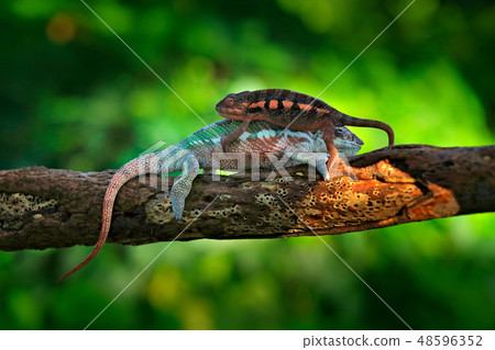 Pair of Chameleon Furcifer pardalis 48596352