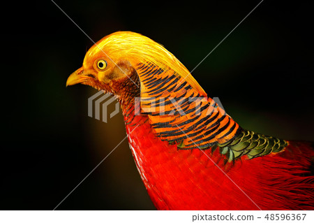 Golden pheasant, detail portrait in the nature. 48596367