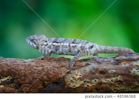 Warty chameleon, Furcifer verrucosus 48596368