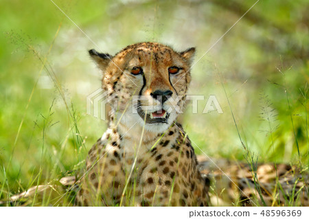 Cheetah, Acinonyx jubatus, portrait of wild cat 48596369