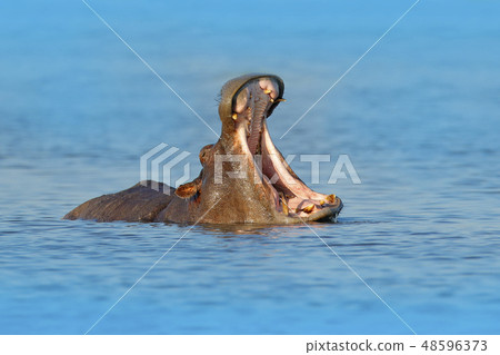 Hippo with open muzzle in the water. 48596373
