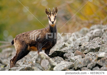 Chamois, Rupicapra rupicapra, on the rocky hill Chamois, Rupicapra rupicapra, on the rocky hill 48596374
