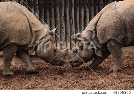 Indian Ring to courtship behavior 48596500