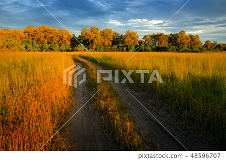 Evening on the gravel road in savannah, Moremi 48596707